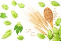 Green hops with wooden spoon, wheat and wheat spikes isolated on a white background. top view Royalty Free Stock Photo