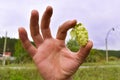 Green hops in a working male hand outdoors. Hops are part of the beer. Green hops. Growing hops. Man holding fresh green hops, clo Royalty Free Stock Photo