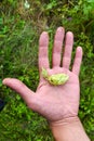 Green hops in a working male hand outdoors. Hops are part of the beer. Green hops. Growing hops. Man holding fresh green hops, clo Royalty Free Stock Photo