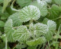 green horehound plant from top surrounded by greenery background.