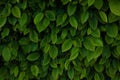 Green Hornbeam leaves pattern texture