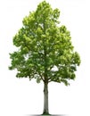 Green hornbeam tree isolated on a white background, ideal for architectural renderings or any kind of project that needs Royalty Free Stock Photo
