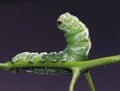 Green horned caterpillar Royalty Free Stock Photo