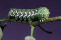 Green Horned Caterpillar Royalty Free Stock Photo