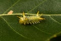 Green horned caterpillar on a leaf