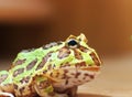 Green horned frog