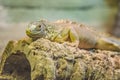 Green Horned Lizard