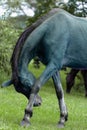 Green horse