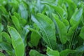 Green horseradish plants in the garden. Armoracia rusticana. Royalty Free Stock Photo