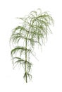 Green horsetail branch isolated on white background