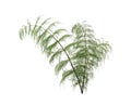 Green horsetail branch isolated on white background