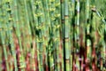 Green horsetail in marsh Royalty Free Stock Photo