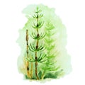 Green Horsetail, Hand Drawn Watercolor