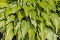 Green host, garden ornamental perennial plant