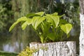 Green host, garden ornamental perennial plant