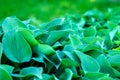 Green host leaves in a garden. Colorful natural textura, background