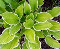 Green Hosta albomarginata leaves with a white border close-up Royalty Free Stock Photo