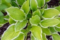 Green Hosta albomarginata leaves with a white border close-up Royalty Free Stock Photo
