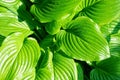 Hosta Guacomole plant Royalty Free Stock Photo