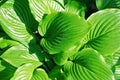 Hosta Guacomole plant Royalty Free Stock Photo