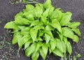 Hosta Guacomole plant Royalty Free Stock Photo