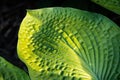 Elegant Hosta Leaf Design In Beautiful Light Close Up