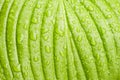 Green Hosta leaf with rain drops close-up