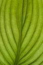 Green hosta leaf texture. Structure of a hosta leaf. Detail of hosta leaf Royalty Free Stock Photo