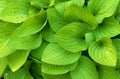 Green Hosta Leaves