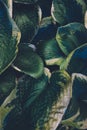 Green Hosta Leaves Royalty Free Stock Photo