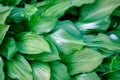 Green hosta leaves background. Ornamental plant Royalty Free Stock Photo