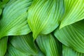 Green hosta leaves background Royalty Free Stock Photo