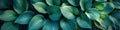 Green Hosta Plant, Abstract Background With Tropical Summer Texture And Foliage Design Royalty Free Stock Photo