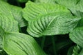 Green hosta plant in water droplets. Plant after rain, background Royalty Free Stock Photo