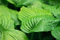 Green hosta plant in water droplets. Plant after rain, background Royalty Free Stock Photo