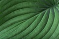 Green hosta plantain lily leaf. Detailed macro photo. Beautiful foliage texture. Can be used as a background.