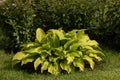 Green hosta plants. Hosta plants in the morning. Sunlit hosta plant on a summers day. Drops of dew on a leaf. Landscape design.