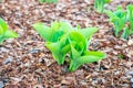 Green hosta sieboldiana.