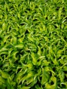 Green hostas Lakeside Little Tuft perennial plants