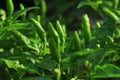 Green hot chili or chilli peppers Royalty Free Stock Photo