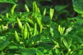 Green hot chili or chilli peppers Royalty Free Stock Photo