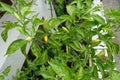 Green hot chili or chilli peppers Royalty Free Stock Photo