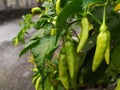 Green hot chili pepper hanging on tree in a vegetable garden Royalty Free Stock Photo