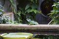 Iguana, Botanical garden in London with green house