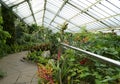 Botanical garden in London with green house iguana