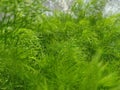 green house fence plant named elegant feather