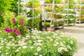 Green house flower shop at garden centre Royalty Free Stock Photo