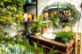 Green house interior with green plants. Royalty Free Stock Photo