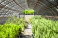 Green house interior with green plants. Royalty Free Stock Photo