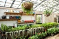 Green house interior with plants and gardening tools. Royalty Free Stock Photo